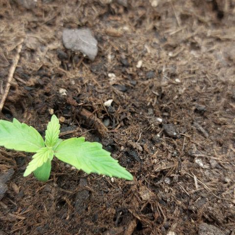 Sticky Orange XXL Automatic growlog timeline photo