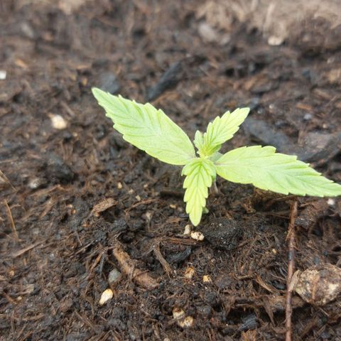 Sticky Orange XXL Automatic growlog timeline photo