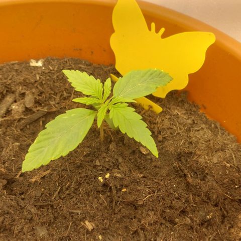 Sticky Orange XXL Automatic growlog timeline photo