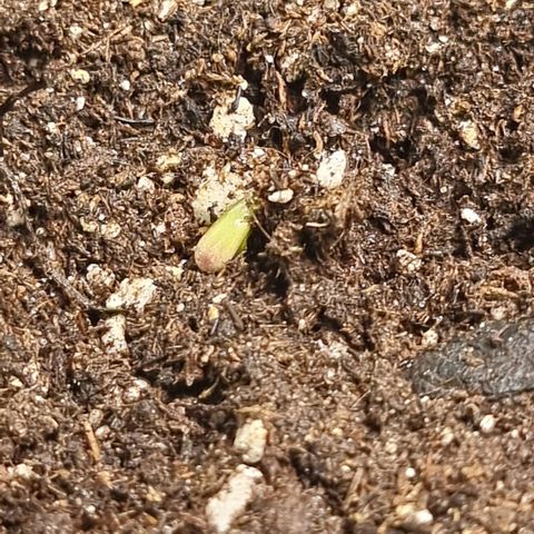 Gorila glue Auto growlog photo: Sprout 