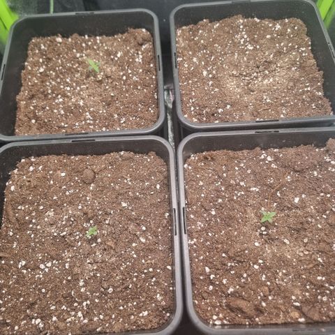 Gorila glue Auto growlog timeline photo