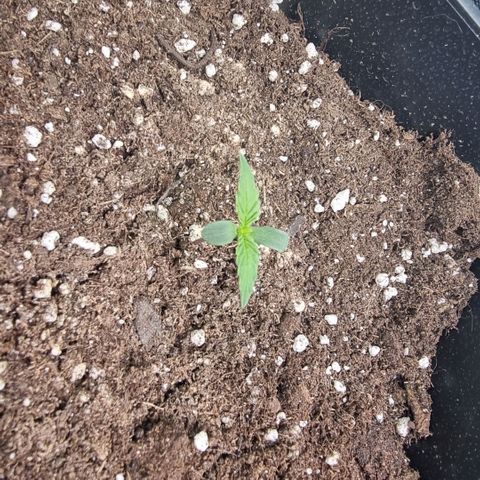 Gorila glue Auto growlog timeline photo