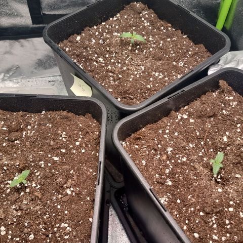 Gorila glue Auto growlog timeline photo