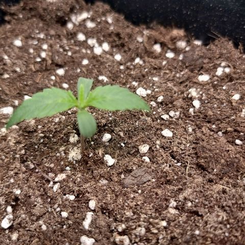 Gorila glue Auto growlog timeline photo
