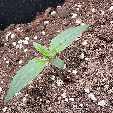 Gorila glue Auto growlog timeline photo