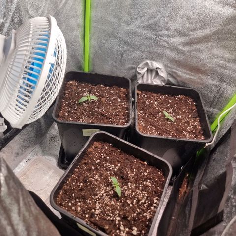 Gorila glue Auto growlog timeline photo