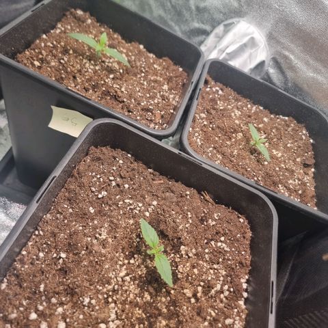 Gorila glue Auto growlog timeline photo