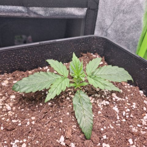 Gorila glue Auto growlog timeline photo