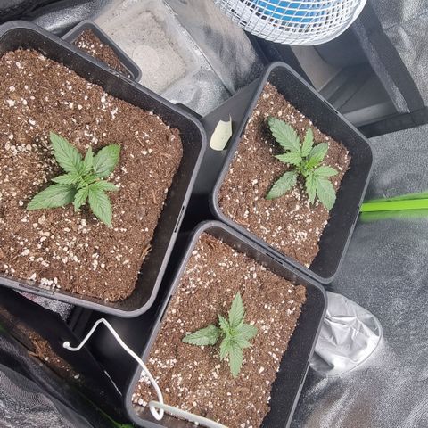 Gorila glue Auto growlog timeline photo