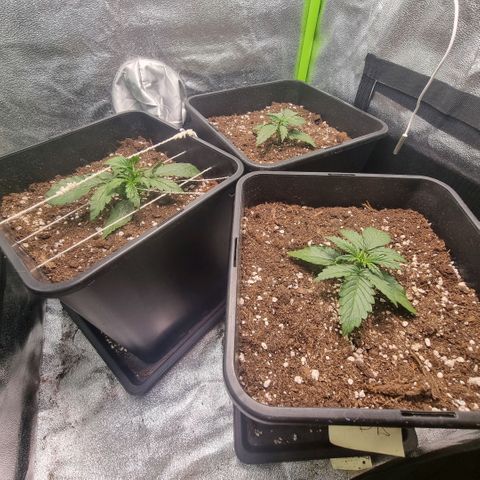 Gorila glue Auto growlog timeline photo
