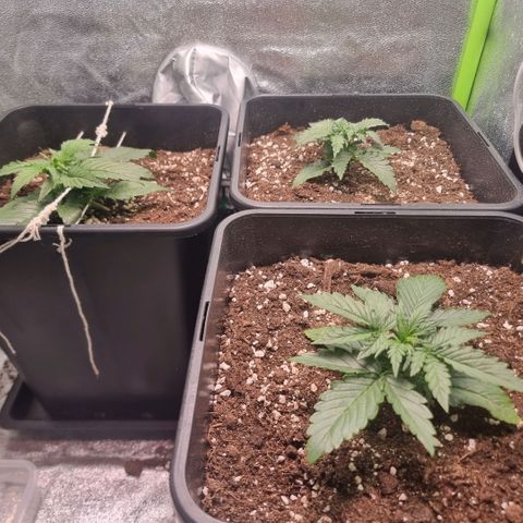 Gorila glue Auto growlog timeline photo