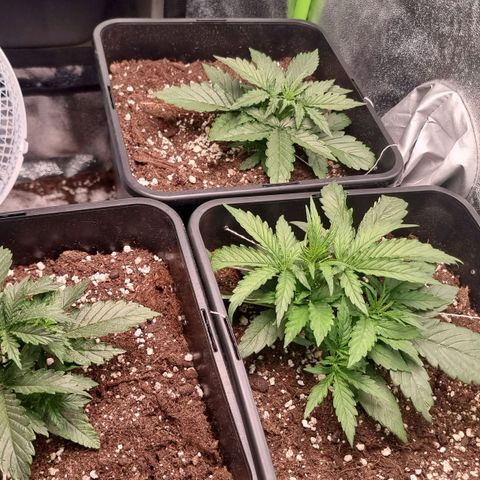 Gorila glue Auto growlog timeline photo