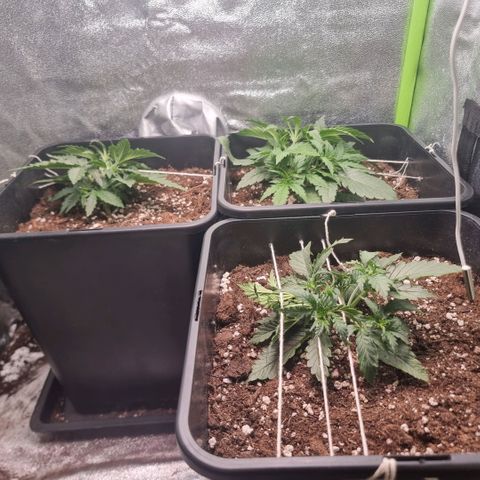 Gorila glue Auto growlog timeline photo