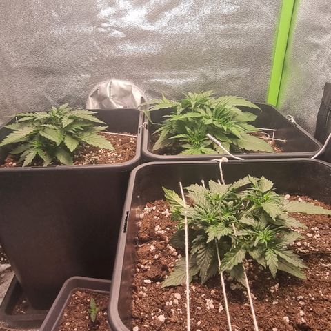 Gorila glue Auto growlog timeline photo
