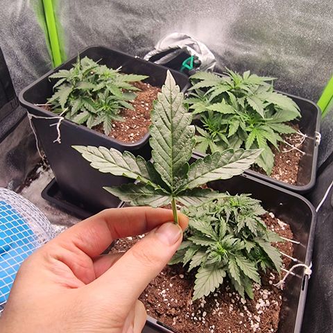 Gorila glue Auto growlog timeline photo