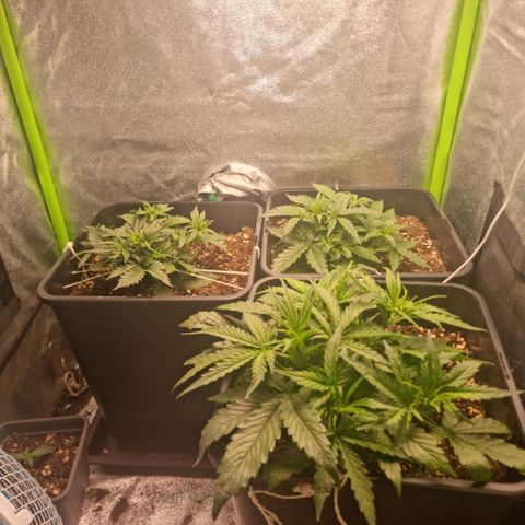 Gorila glue Auto growlog timeline photo