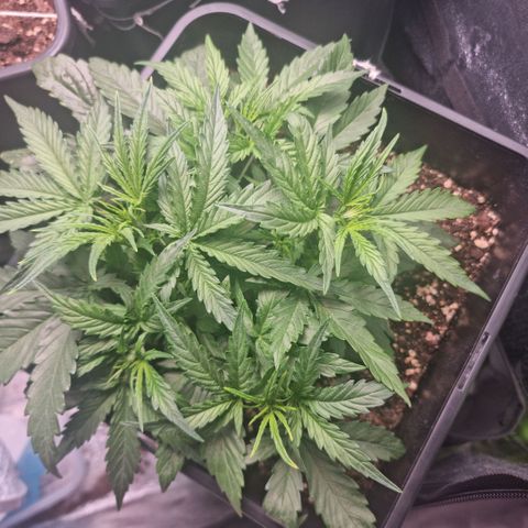Gorila glue Auto growlog timeline photo