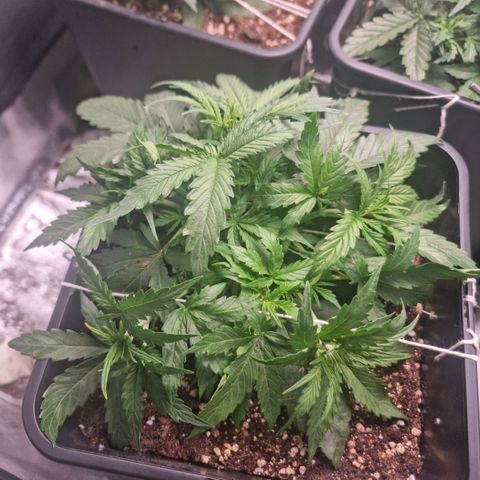 Gorila glue Auto growlog timeline photo