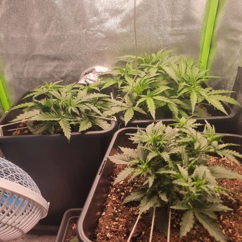 Gorila glue Auto growlog timeline photo