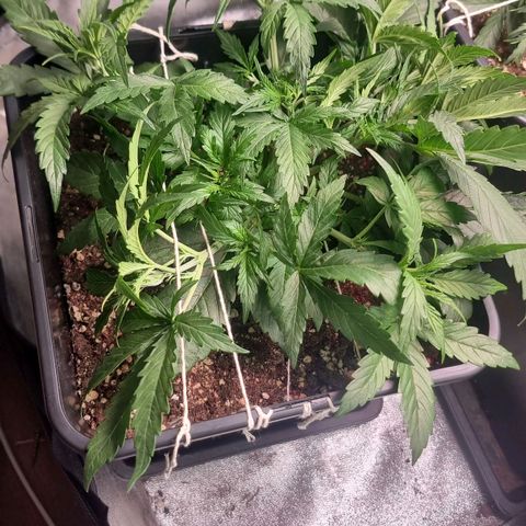 Gorila glue Auto growlog timeline photo