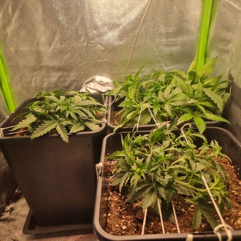 Gorila glue Auto growlog timeline photo