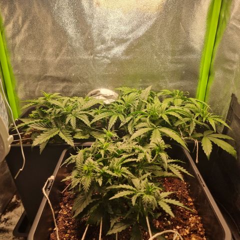 Gorila glue Auto growlog timeline photo