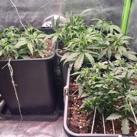 Gorila glue Auto growlog timeline photo