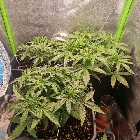 Gorila glue Auto growlog timeline photo