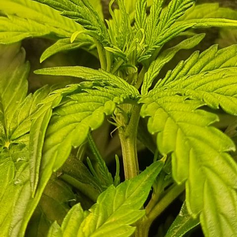 Gorila glue Auto growlog photo: Gorilla glue showing pistils just now 