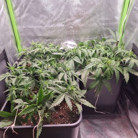Gorila glue Auto growlog timeline photo