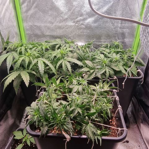 Gorila glue Auto growlog timeline photo