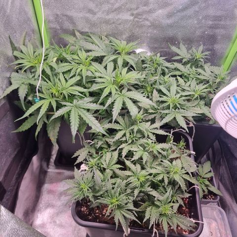 Gorila glue Auto growlog timeline photo