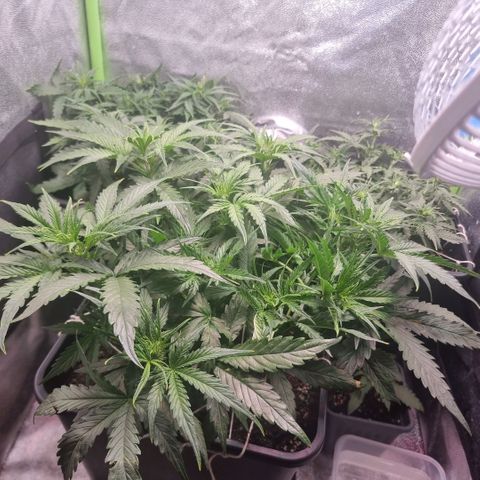 Gorila glue Auto growlog timeline photo