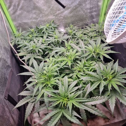 Gorila glue Auto growlog timeline photo