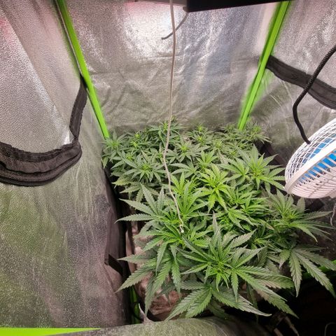 Gorila glue Auto growlog timeline photo