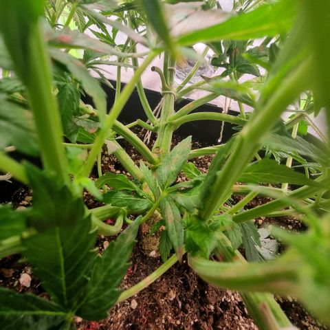 Gorila glue Auto growlog timeline photo