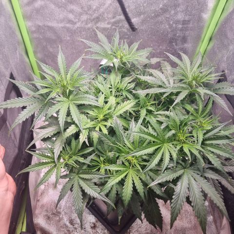 Gorila glue Auto growlog timeline photo