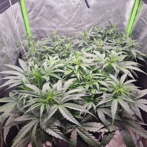 Gorila glue Auto growlog timeline photo