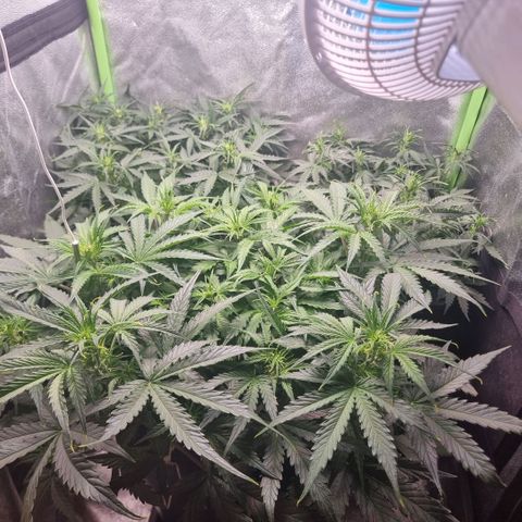 Gorila glue Auto growlog timeline photo