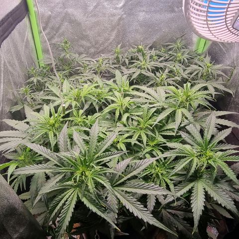 Gorila glue Auto growlog timeline photo