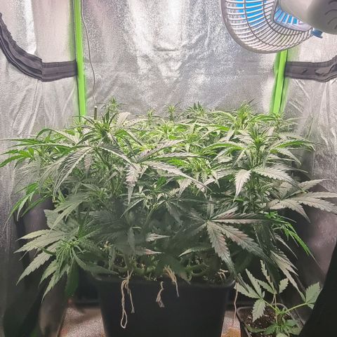 Gorila glue Auto growlog timeline photo