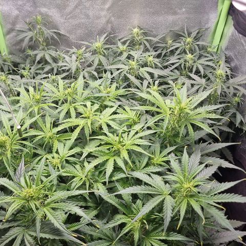 Gorila glue Auto growlog timeline photo