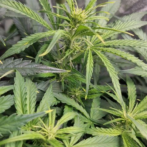 Gorila glue Auto growlog timeline photo