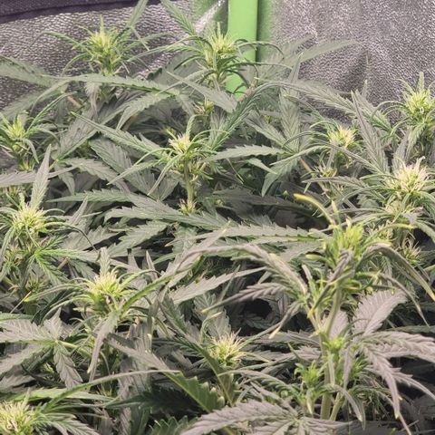 Gorila glue Auto growlog timeline photo