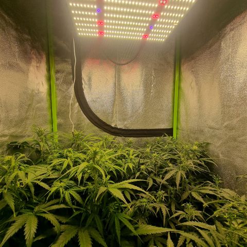 Gorila glue Auto growlog timeline photo
