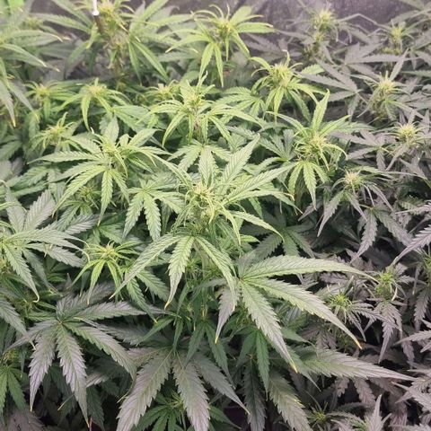 Gorila glue Auto growlog timeline photo