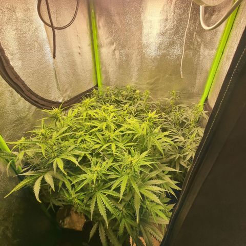 Gorila glue Auto growlog timeline photo