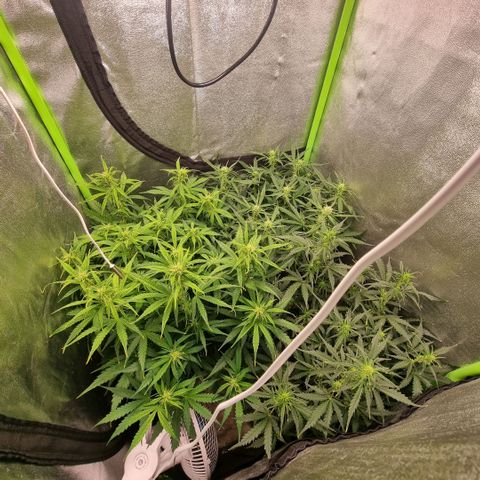 Gorila glue Auto growlog timeline photo