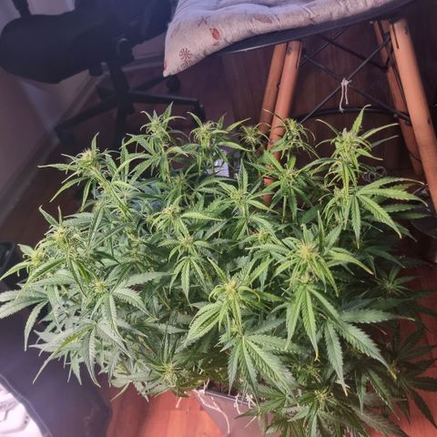 Gorila glue Auto growlog timeline photo