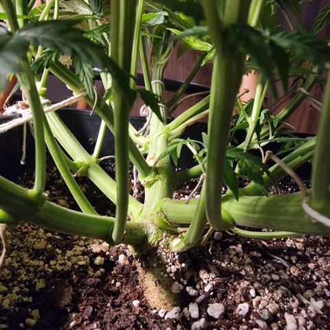 Gorila glue Auto growlog timeline photo